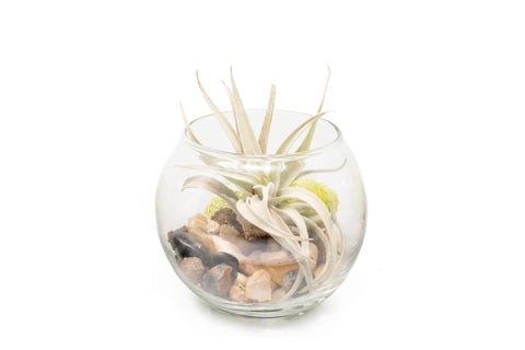 Tillandsia Harrisii Bubble Bowl Terrarium