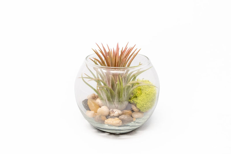 Load image into Gallery viewer, Tillandsia Huamelula Air Plant Bubble Bowl Terrarium
