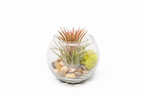 Tillandsia Huamelula Bubble Bowl Terrarium