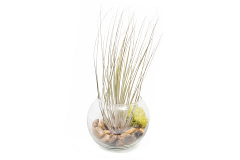 Tillandsia Juncea Bubble Bowl Terrarium