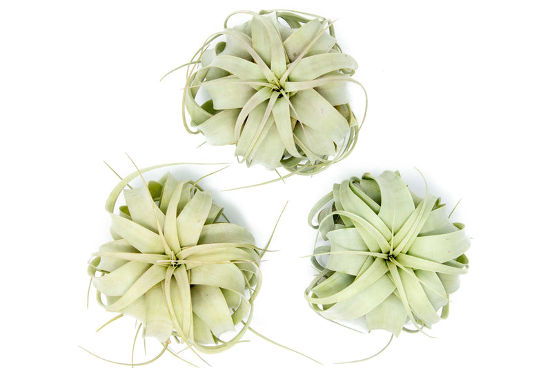 Load image into Gallery viewer, Medium Tillandsia  Xerographica Air Plant / 5-6 Inches Wide
