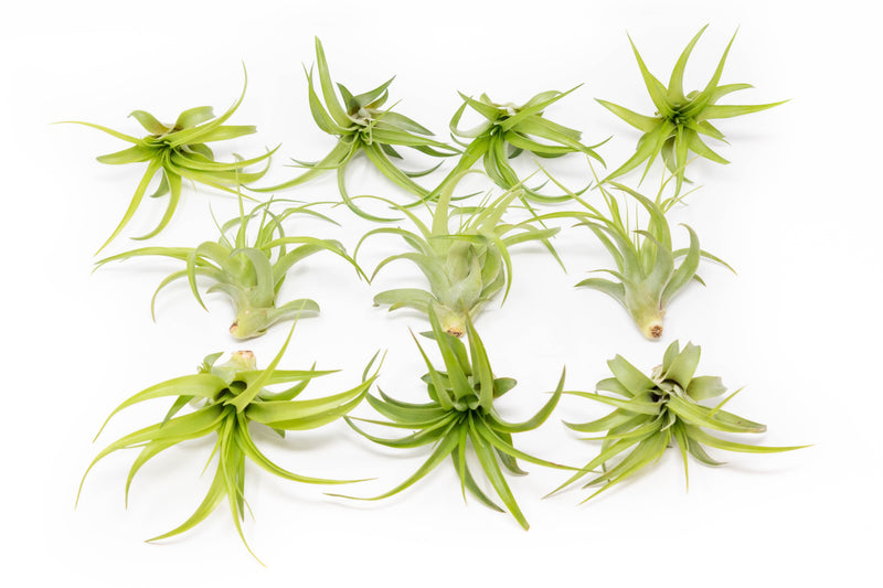 Load image into Gallery viewer, Tillandsia Abdita Brachycaulos Air Plants
