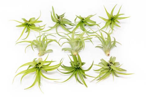 SALE - Tillandsia Abdita Brachycaulos Air Plants - Set of 10, 20 or 30 - 60% Off, additional product view 2