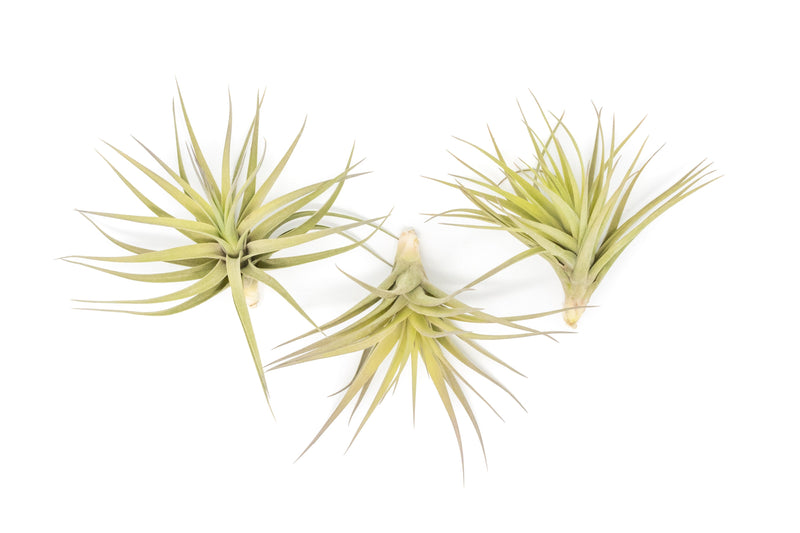 Load image into Gallery viewer, SALE - Tillandsia Aeranthos - Clavel del Aire - "Carnation of the Air" Air Plants
