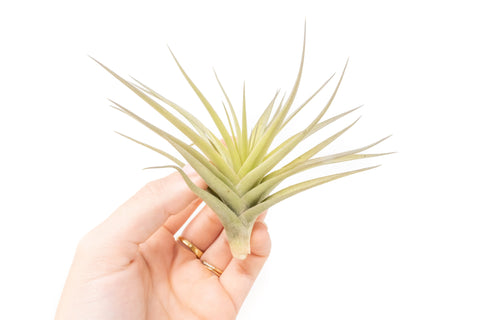 SALE - Tillandsia Aeranthos - Clavel del Aire - 