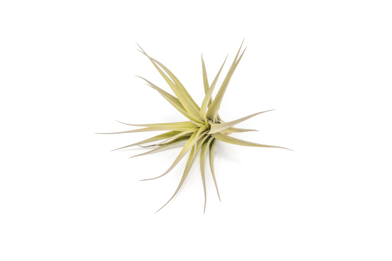 Load image into Gallery viewer, SALE - Tillandsia Aeranthos - Clavel del Aire - "Carnation of the Air" Air Plants
