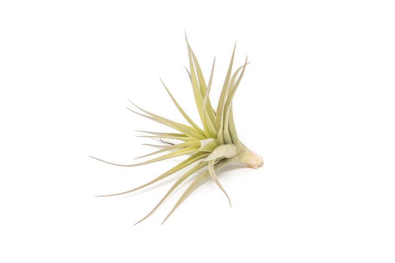 Load image into Gallery viewer, SALE - Tillandsia Aeranthos - Clavel del Aire - "Carnation of the Air" Air Plants
