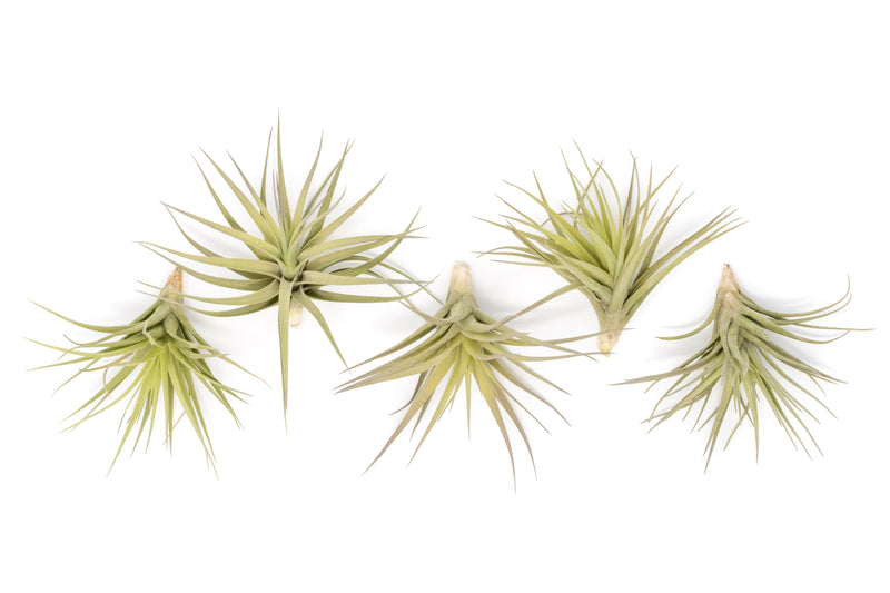 Load image into Gallery viewer, SALE - Tillandsia Aeranthos - Clavel del Aire - "Carnation of the Air" Air Plants
