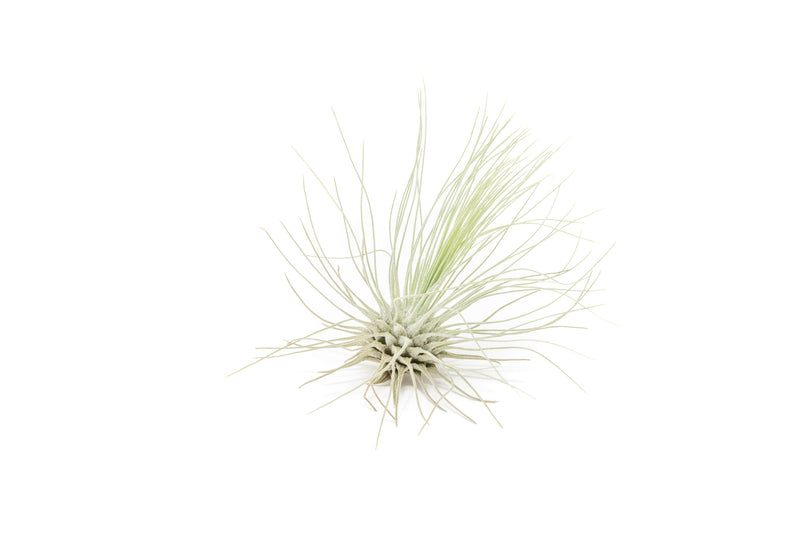 Load image into Gallery viewer, Tillandsia Argentea Thin Air Plants
