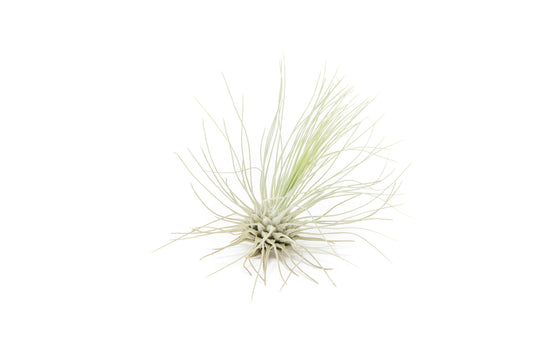 Tillandsia Argentea Thin Air Plants