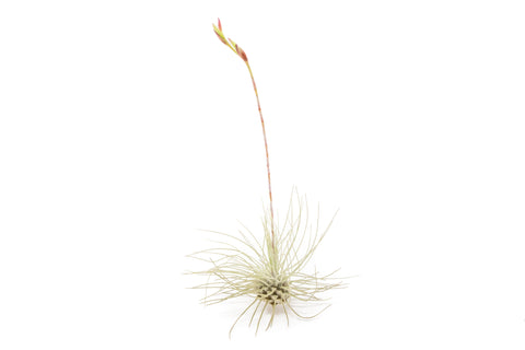 Tillandsia Argentea Thin Air Plants, additional product view 2