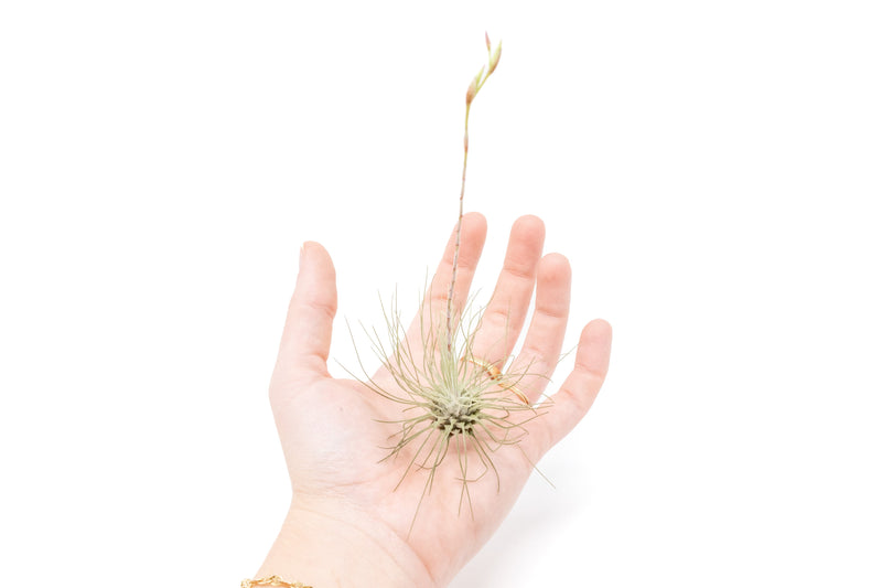 Load image into Gallery viewer, Tillandsia Argentea Thin Air Plants
