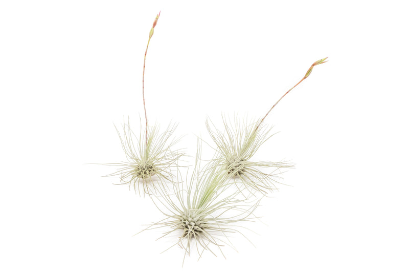 Load image into Gallery viewer, Tillandsia Argentea Thin Air Plants
