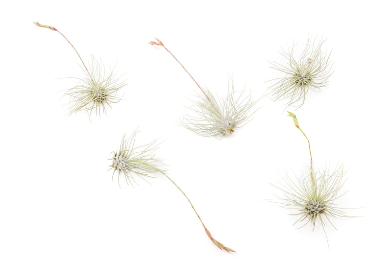 Load image into Gallery viewer, Tillandsia Argentea Thin Air Plants
