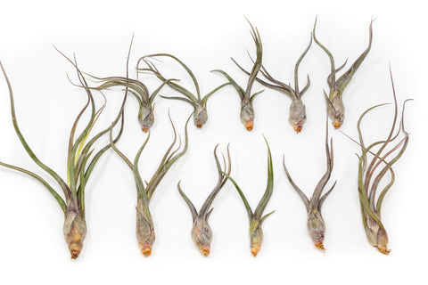 Tillandsia Baileyi Air Plants Set of 5 or 10