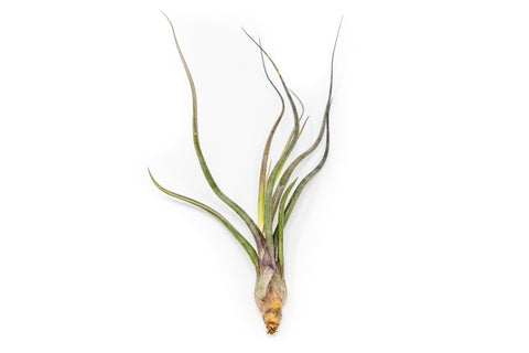 SALE - The Yucatan Collection of Tillandsia Air Plants - Set of 10 or 20 - 50% Off, additional product view 2