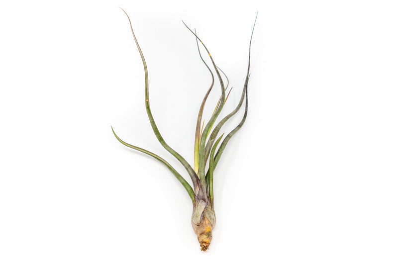 Load image into Gallery viewer, Large Tillandsia Baileyi Air Plants / 6-9 Inch Plants
