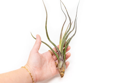 Tillandsia Baileyi Air Plants, additional product view 2