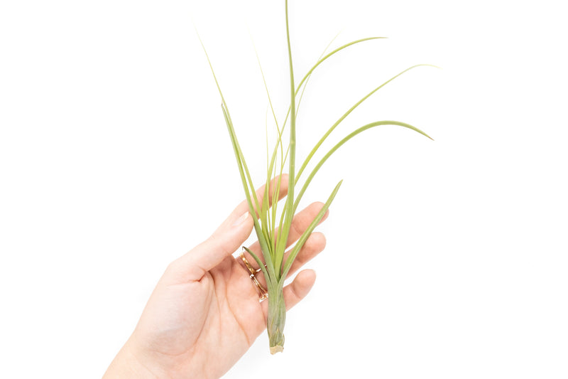 Load image into Gallery viewer, Tillandsia Balbisiana Air Plants
