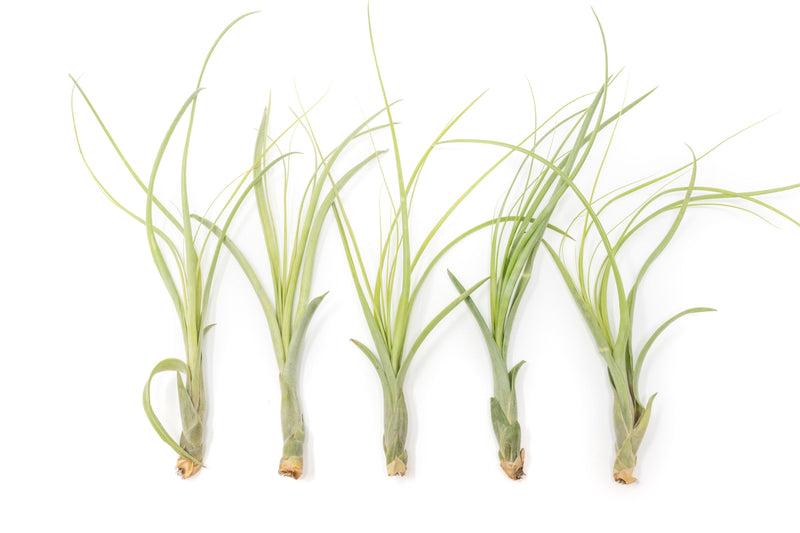 Load image into Gallery viewer, Tillandsia Balbisiana Air Plants
