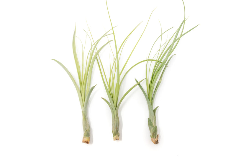 Load image into Gallery viewer, Tillandsia Balbisiana Air Plants
