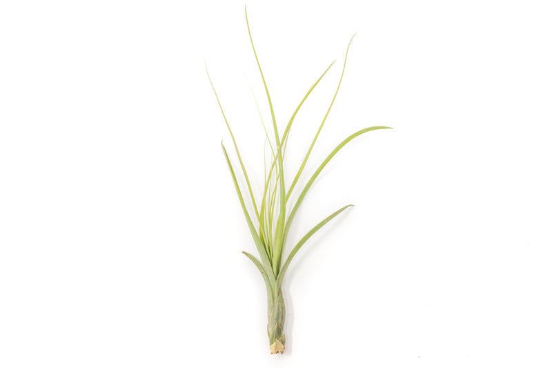 Load image into Gallery viewer, Tillandsia Balbisiana Air Plants
