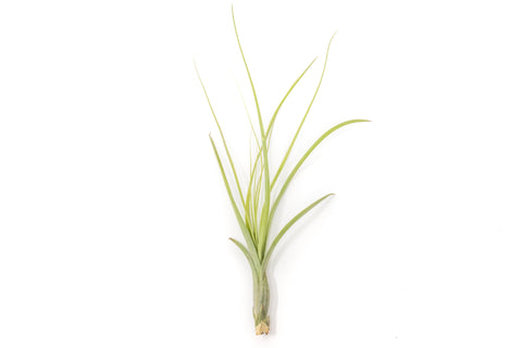 Tillandsia Balbisiana Air Plants, additional product view 2