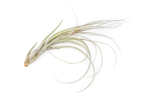 SALE - Large Tillandsia Balbisiana Air Plants - Set of 5 or 10 - 40% Off, additional product view 2