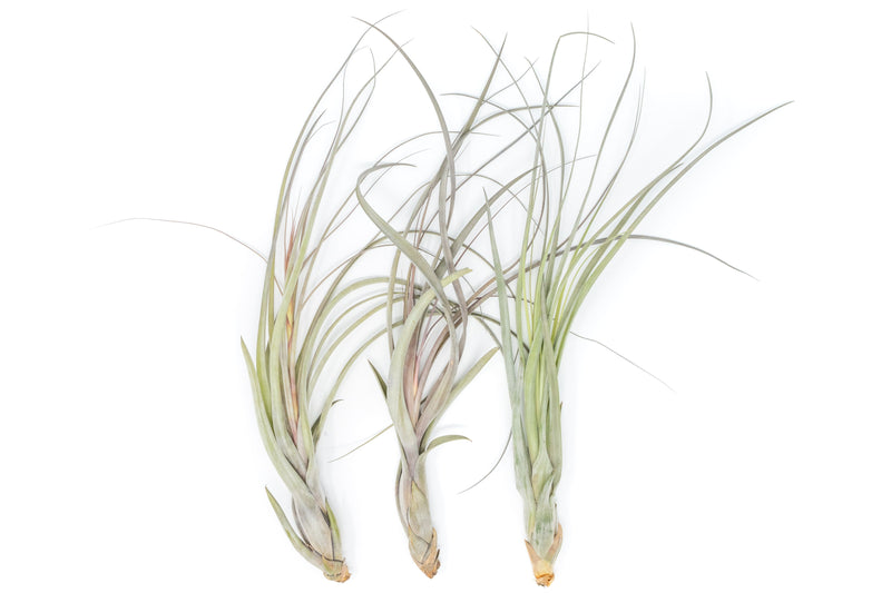 Load image into Gallery viewer, Large Tillandsia Balbisiana Air Plants  / 9-12 Inch Plants

