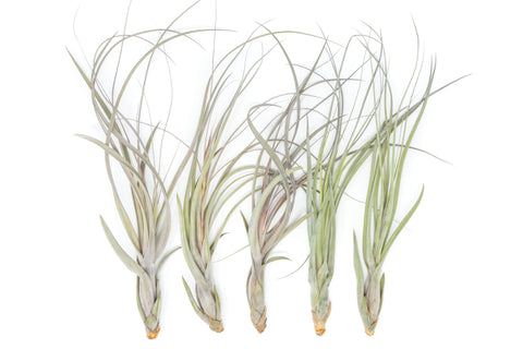 Large Tillandsia Balbisiana Air Plants Set