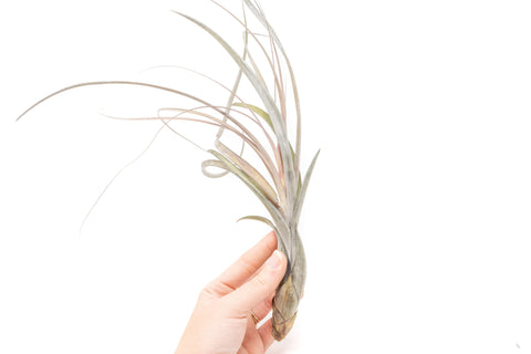 Large Tillandsia Balbisiana Air Plant