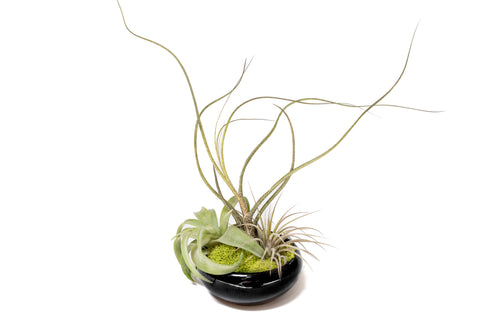 Tillandsia air plant dish garden in black glazed container
