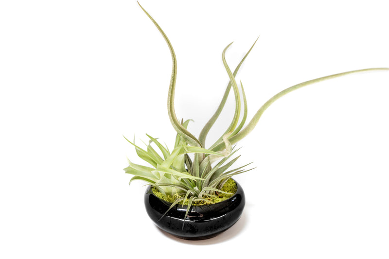 Load image into Gallery viewer, Fully Assembled Tillandsia Air Plant Dish Garden in Black Glazed Container
