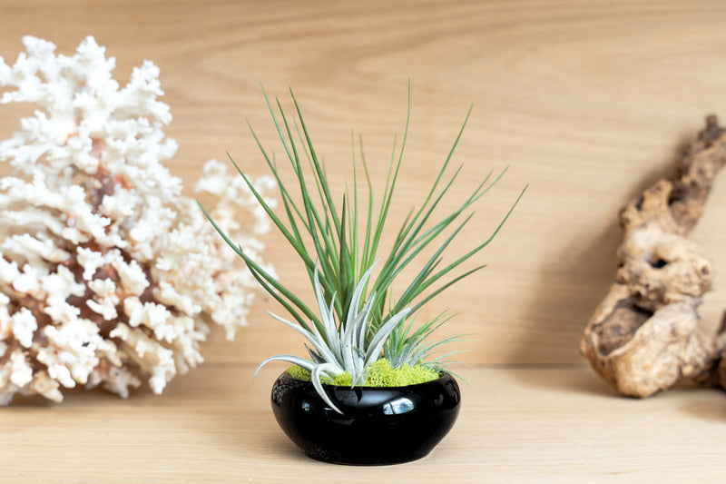 Load image into Gallery viewer, Fully Assembled Tillandsia Air Plant Dish Garden in Black Glazed Container
