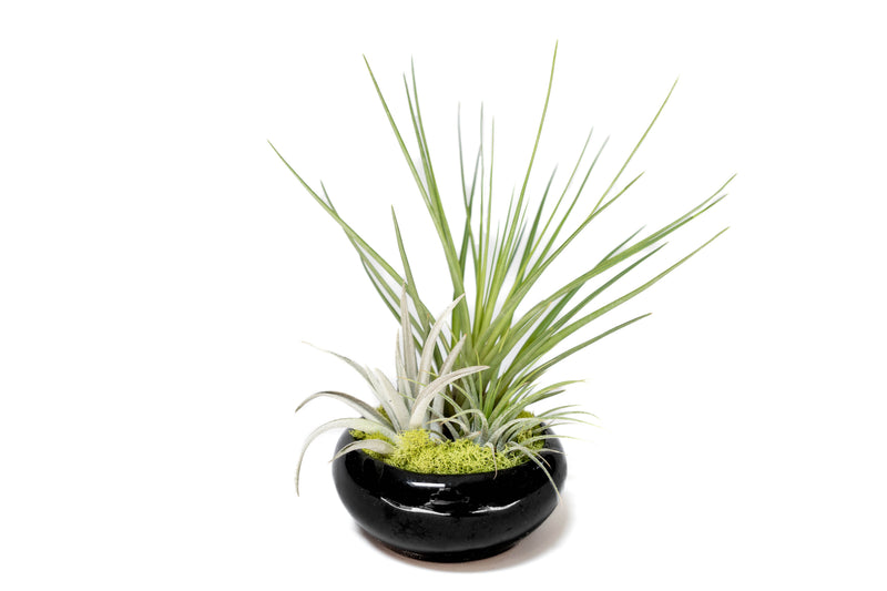 Load image into Gallery viewer, Fully Assembled Tillandsia Air Plant Dish Garden in Black Glazed Container
