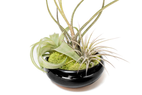 Fully Assembled Tillandsia Air Plant Dish Garden in Black Glazed Container, additional product view 2