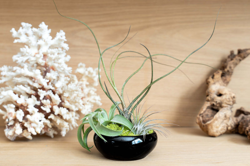 Load image into Gallery viewer, Fully Assembled Tillandsia Air Plant Dish Garden in Black Glazed Container
