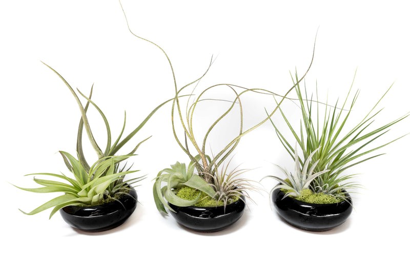 Load image into Gallery viewer, Fully Assembled Tillandsia Air Plant Dish Garden in Black Glazed Container

