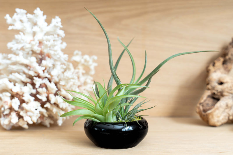 Load image into Gallery viewer, Fully Assembled Tillandsia Air Plant Dish Garden in Black Glazed Container

