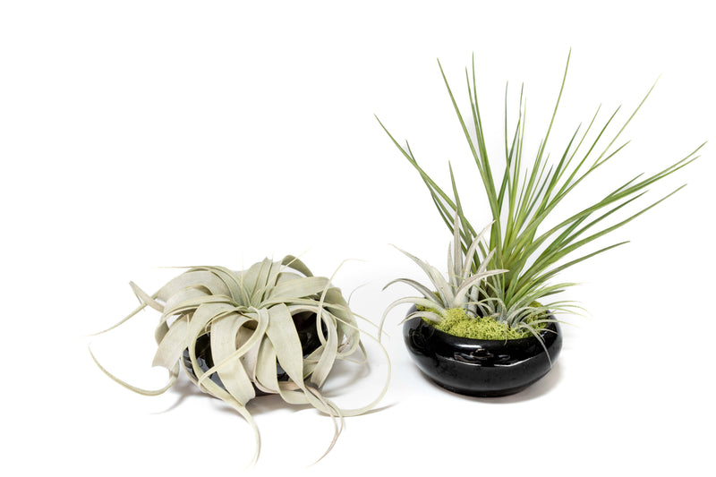 Load image into Gallery viewer, Fully Assembled Tillandsia Air Plant Dish Garden in Black Glazed Container

