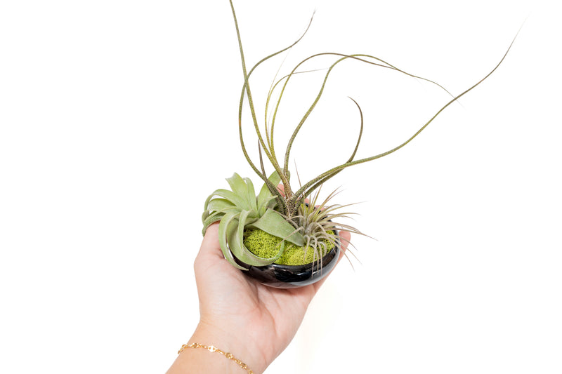Load image into Gallery viewer, Fully Assembled Tillandsia Air Plant Dish Garden in Black Glazed Container
