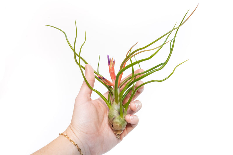 Load image into Gallery viewer, Large Tillandsia Air Plant Variety Pack - 5 Big Plants
