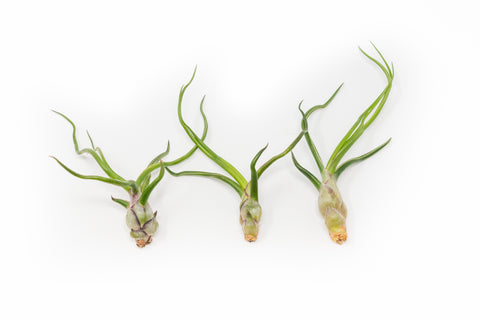 SALE - The Wild Things Collection of Tillandsia Air Plants - Set of 9 or 18 Air - 70% Off, additional product view 2