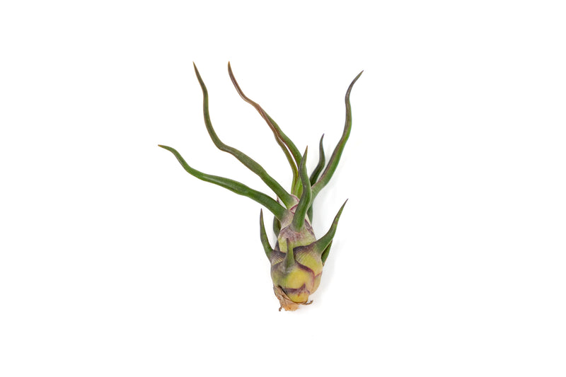 Load image into Gallery viewer, Tillandsia Bulbosa Guatemala Air Plants
