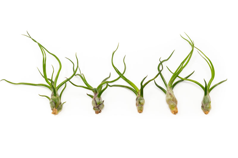 Load image into Gallery viewer, Tillandsia Bulbosa Guatemala Air Plants
