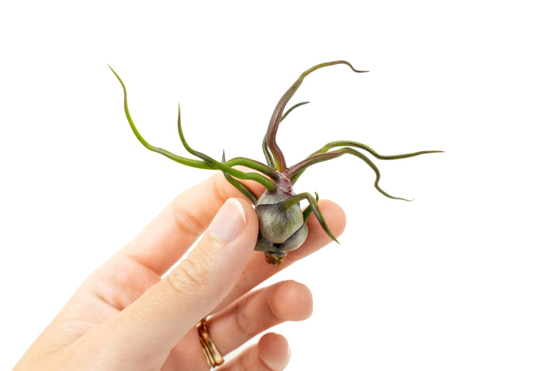 Load image into Gallery viewer, Tillandsia Bulbosa Guatemala Air Plants
