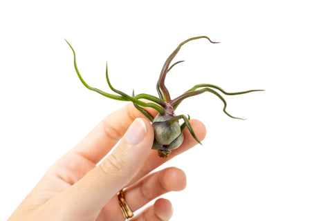Tillandsia Bulbosa Guatemala Air Plants, additional product view 2