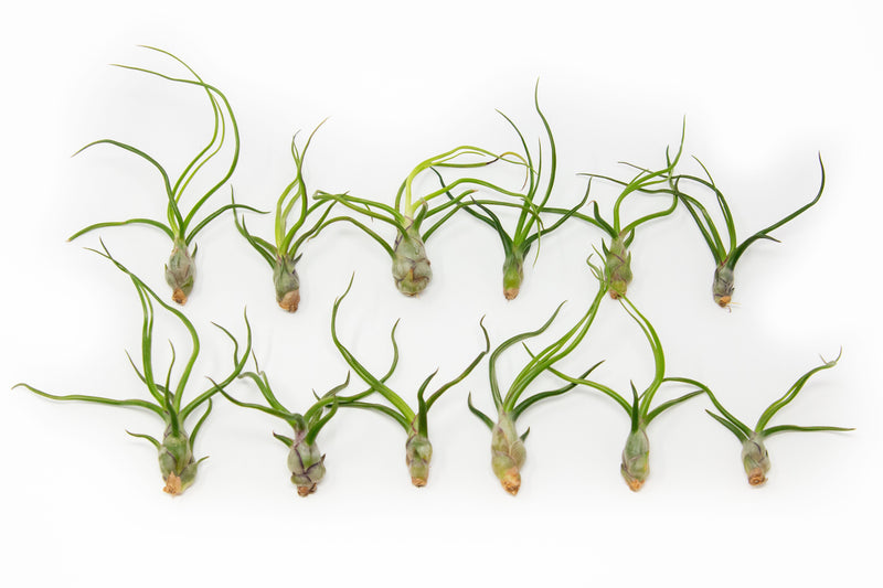 Load image into Gallery viewer, SALE - Tillandsia Bulbosa Guatemala Air Plants - Set of 10, 20, or 30 - 40% Off
