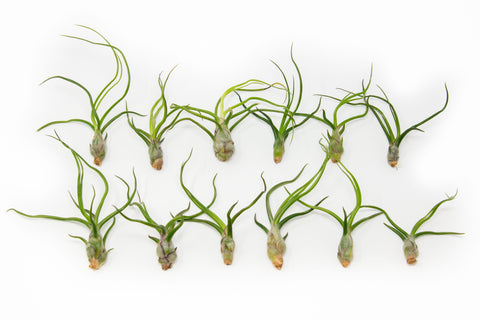 Tillandsia Bulbosa Guatemala Air Plants Set