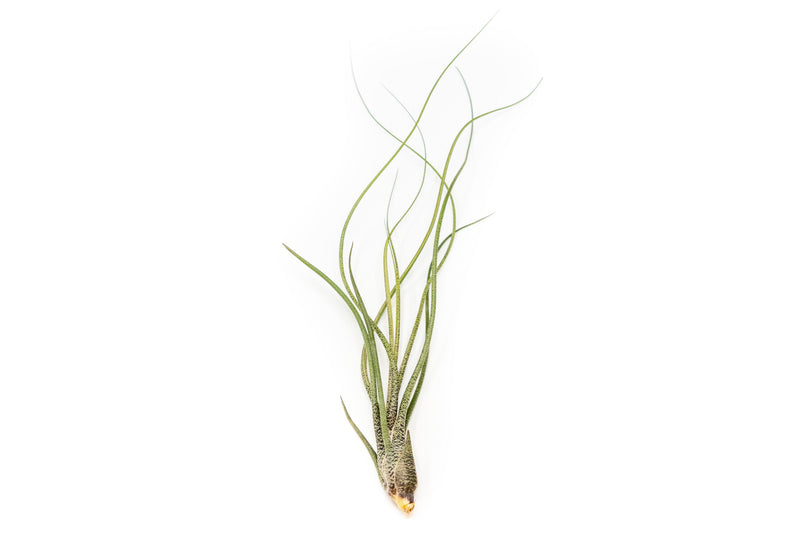 Load image into Gallery viewer, SALE - Large Tillandsia Butzii Air Plants - Set of 10 or 20 Air Plants - 40% Off
